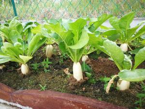 Greenery Garden Concept Homestay