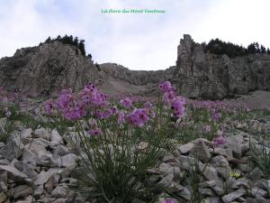 B&B / Chambres d'hotes Le Nid au Pied du Mont Ventoux : photos des chambres