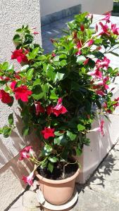 Majláth Vendégház