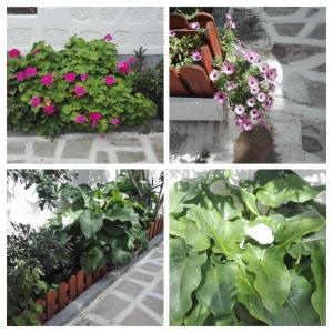 Grikos Hotel Patmos Patmos Greece