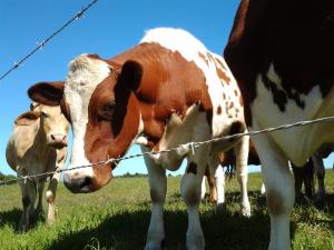The Cottage at Nuwejaarsrivier Farm