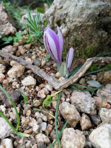 Il giardino all'angolo img17