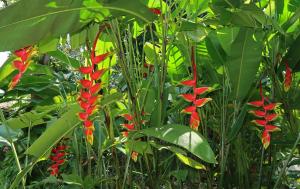 Hotel Chillies and Native Sons Diving