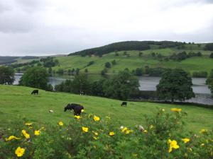 THE FIRS B&B &TEA ROOM
