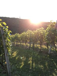 Riegler`s Weinhof
