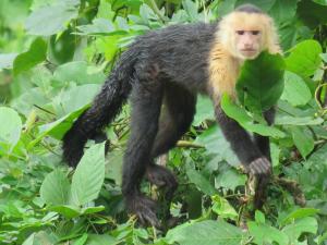 Vocaré Finca Agroecológica