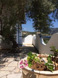 Hippocampus Lefkada Greece