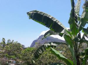 Ella Banana Rest Inn