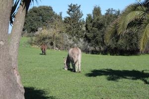Agriturismo Su Recreu img36