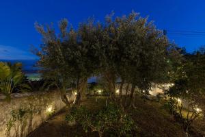 Two Olive Trees Spetses Greece