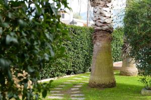 Patras Palm Tree Achaia Greece