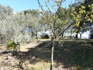 Maisons d'hotes La Maison des Oliviers : photos des chambres