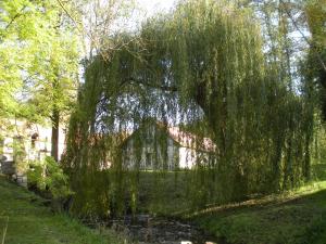 B&B / Chambres d'hotes Moulin Saurele : photos des chambres