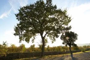 Agriturismo Lucerna del Lago Prile - Tirli