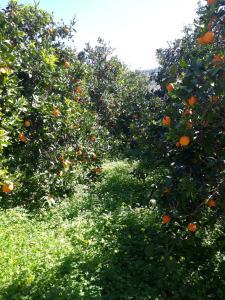 Hidden House in Nature