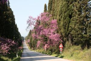 Apartmán Appartamento a Bolgheri a pochi minuti dal mare Bolgheri Itálie