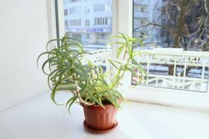 Maison Blanche Kyiv city center