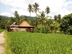 Uma Nirmala Aling-Aling