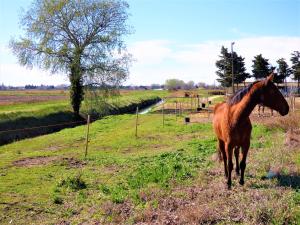 Appartements Appartement wifi, piscine, spa, clim, +velo a Arles en Camargue pour 6 pers : photos des chambres