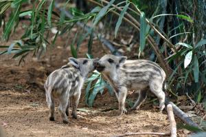 Arbatax Park Resort - Cottage img38