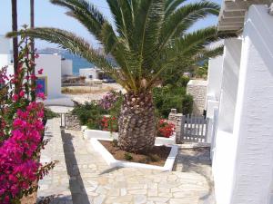 Despina's Mare Paros Greece