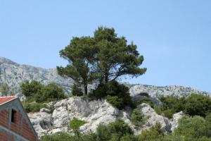 Apartments with a parking space Orebic, Peljesac - 4564