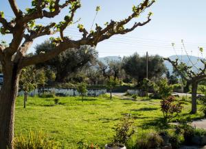 Olive Grove Zakynthos