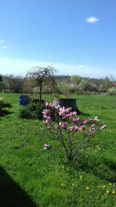 Mézesfészer apartman