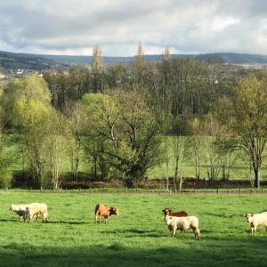 Campings Camping Du Paquier Fane : photos des chambres