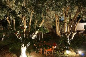 Two Olive Trees Spetses Greece