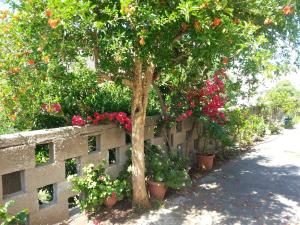 Pizania Kalymnos Greece