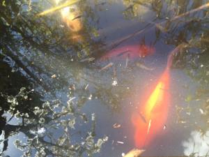 Appartements La Roseraie Camarguaise : photos des chambres