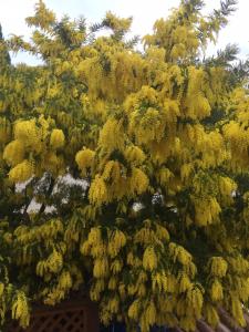 Appartements La Roseraie Camarguaise : photos des chambres