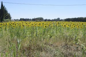 Appartements La Roseraie Camarguaise : photos des chambres