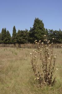 Appartements La Roseraie Camarguaise : photos des chambres