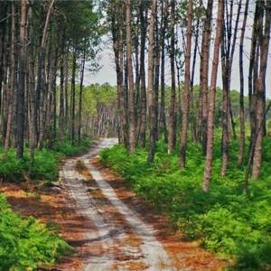 B&B / Chambres d'hotes Au ' Bord des Landes ' : photos des chambres