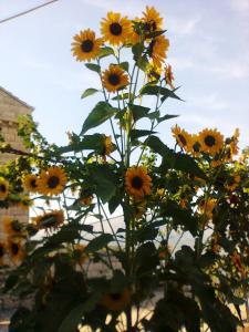 Studio Silvana & Room Renata