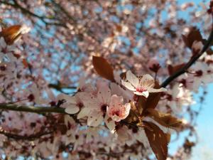 Apparthotel Ampertal