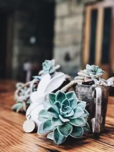 Makoadi Farms Guesthouse - Excelsior