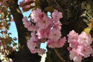 Apartmány za sakurou