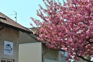 Apartmány za sakurou