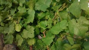 Weingut Sauer Kettermann