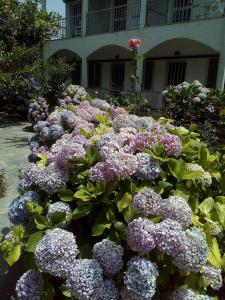 Margarita Apartments