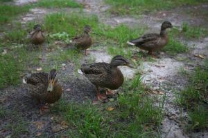 Atpūtas komplekss Godeļi