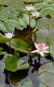 al alba jardin hotel choachi booking