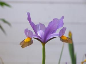 Il Giardino Degli Iris img17