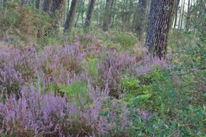 B&B / Chambres d'hotes Les Hebergements Nature et Bien-etre : photos des chambres