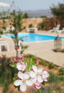 Venetis Luxury Apartments Chios-Island Greece