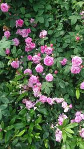 Angels Nest Apartment