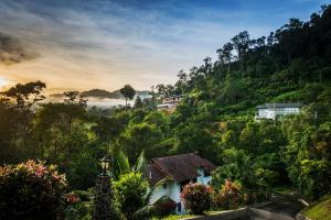 Rest Pause Rainforest Retreat